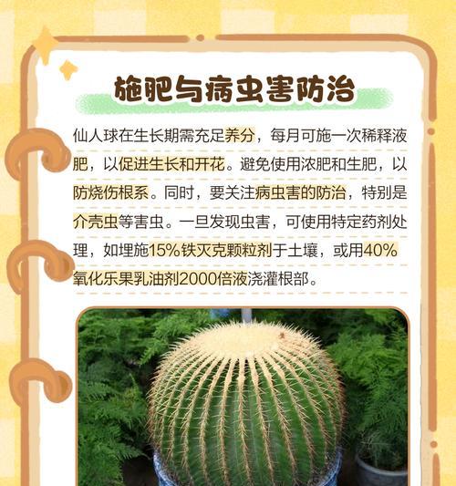 仙人球缺木时应如何进行养护？