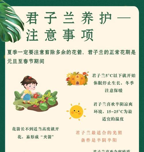 如何养护需要充足阳光的君子兰？