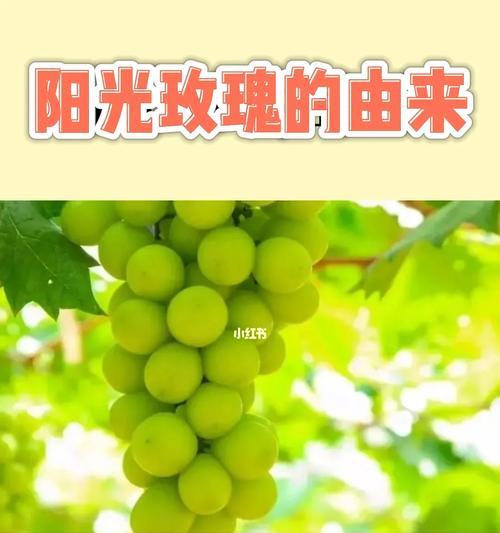 水果玫瑰花的修剪技巧有哪些？