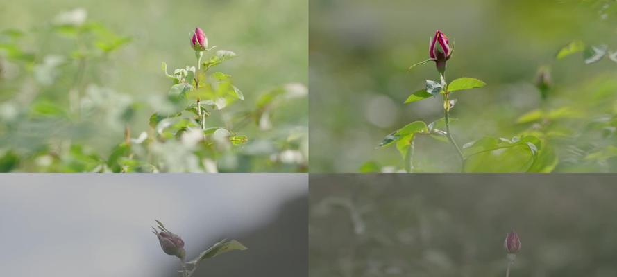 如何培育玫瑰花的花骨朵？