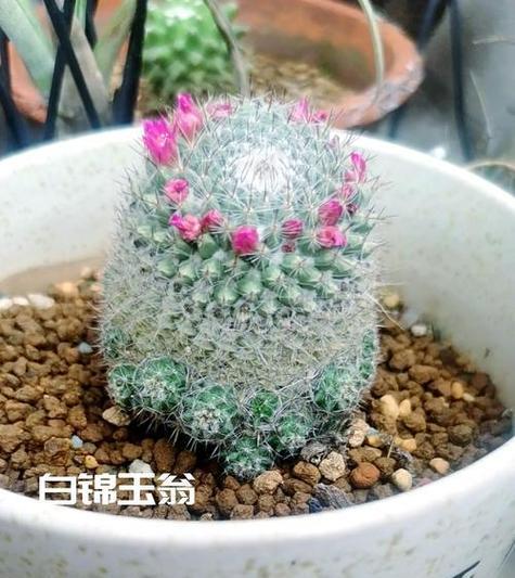 哪种鱼被称为仙人球？