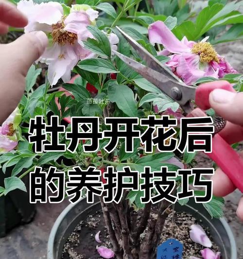 盆景牡丹花的正确养护方法是什么？