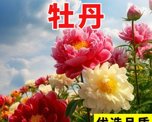 牡丹花仔的种植步骤和注意事项有哪些？