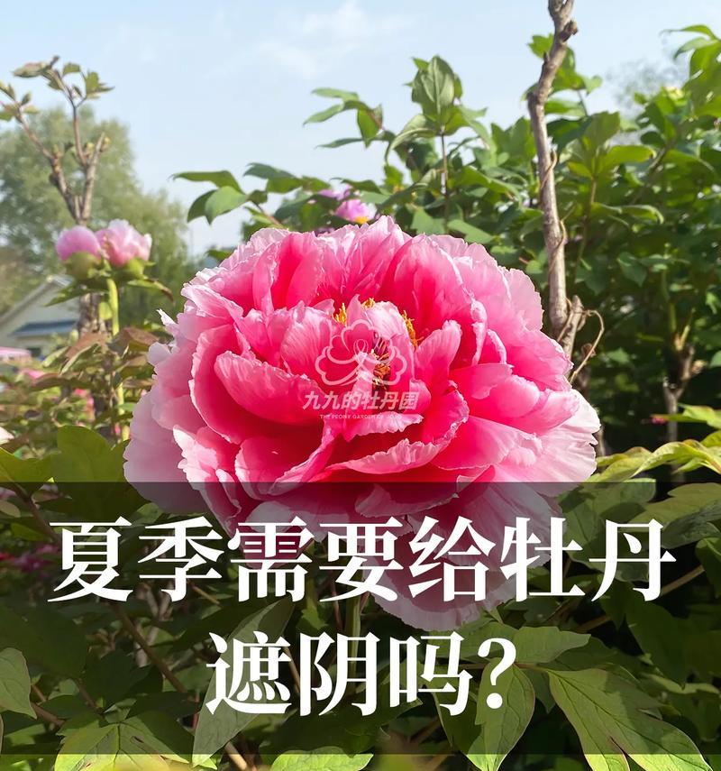 牡丹花仔的种植步骤和注意事项有哪些？