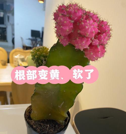 长期养护的仙人掌枯萎了该如何处理？