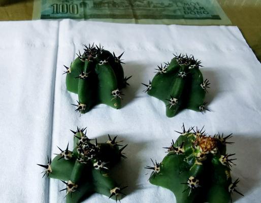 仙人球嫁接的正确方法是什么？