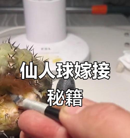 仙人球嫁接的正确方法是什么？