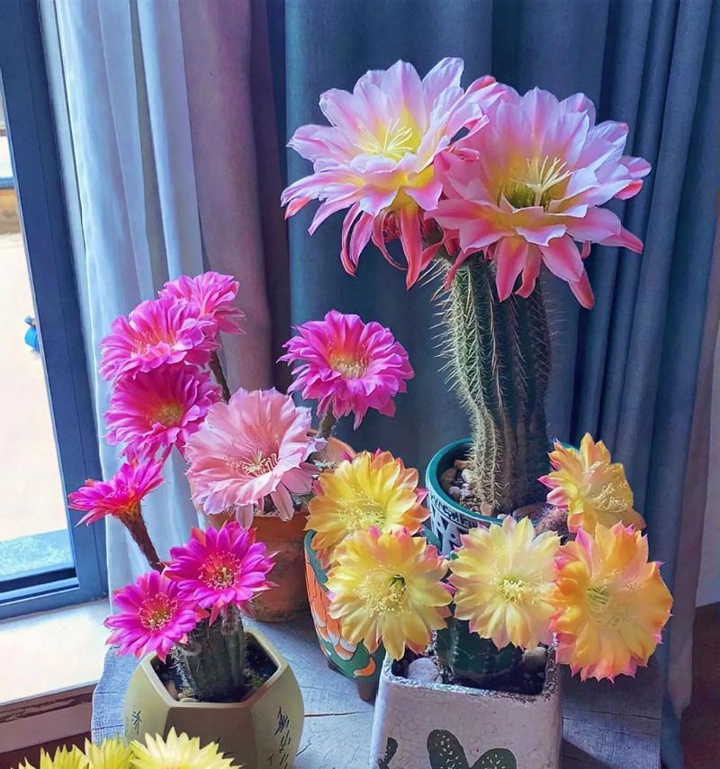 仙人球与云朵花有哪些不同之处？