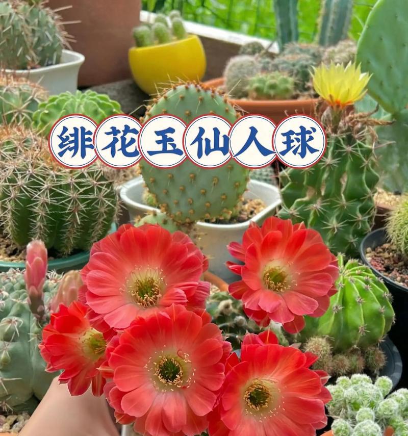 仙人球与云朵花有哪些不同之处？
