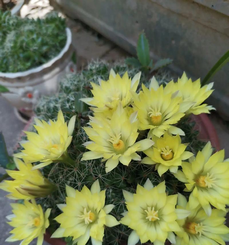 仙人球与云朵花有哪些不同之处？