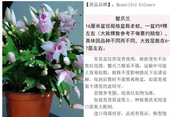 蟹爪兰老桩仙人掌养护方法是什么？