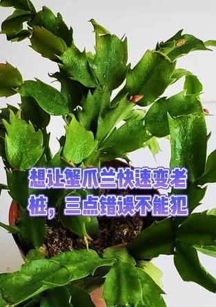 蟹爪兰老桩仙人掌养护方法是什么？