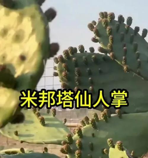 仙人掌嫁接蒜苗存活率高吗？养护技巧有哪些？