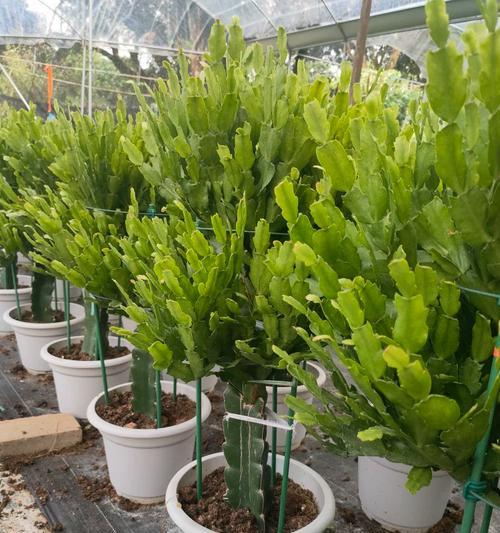 仙人掌嫁接蒜苗存活率高吗？养护技巧有哪些？