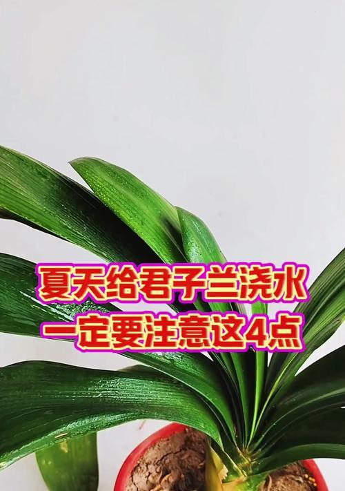 裸根君子兰初购后如何正确浇水？