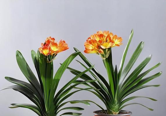 如何通过叶子辨别君子兰的不同品种？