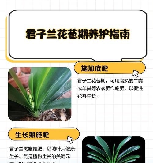 君子兰价格上万一颗是否合理？养护要点是什么？
