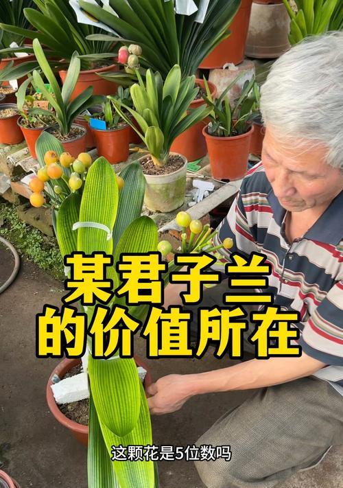 君子兰价格上万一颗是否合理？养护要点是什么？