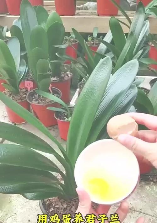 君子兰出现粘液时如何进行养护和浇水？