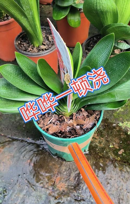 君子兰出现粘液时如何进行养护和浇水？