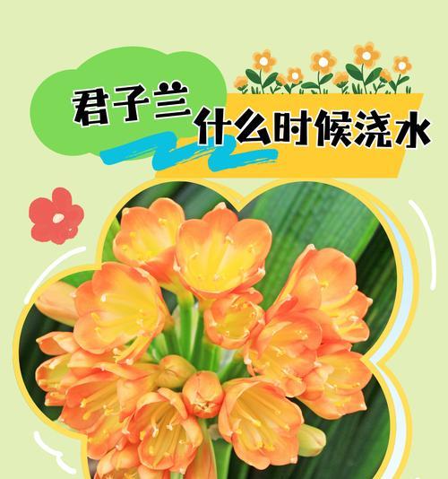 君子兰出现粘液时如何进行养护和浇水？