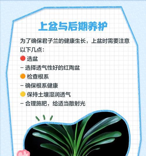 君子兰与芦荟有何区别？君子兰的正确养护方法是什么？
