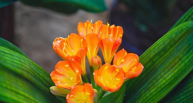君子兰与芦荟有何区别？君子兰的正确养护方法是什么？
