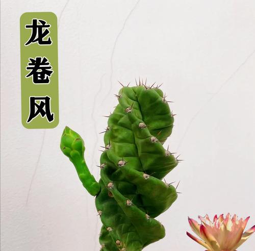 龙王不旋仙人球的养护技巧有哪些？