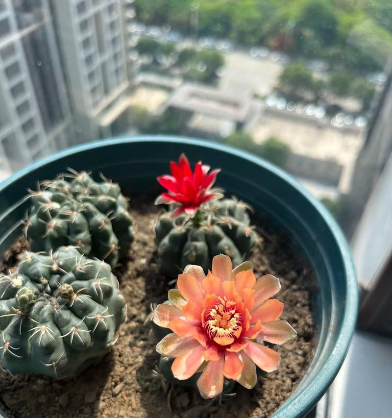 龙王不旋仙人球的养护技巧有哪些？