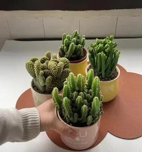 万重山花仙人球的养殖方法是什么？