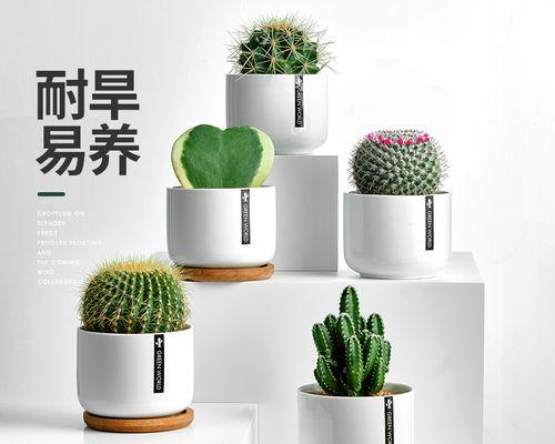 万重山花仙人球的养殖方法是什么？