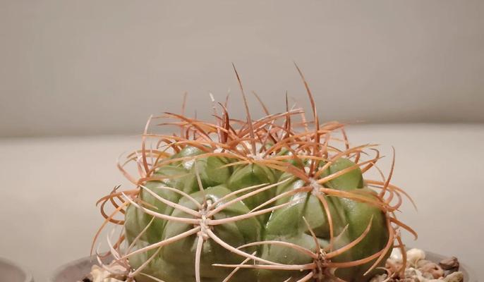 红花蓝仙人球开花的养护技巧有哪些？