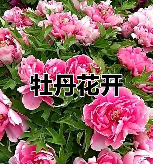 牡丹花与穷秀才植物有何不同？