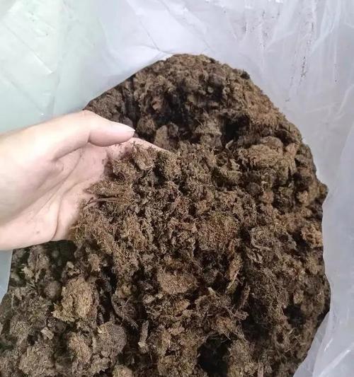泥炭土作为君子兰专用土壤有何特点？