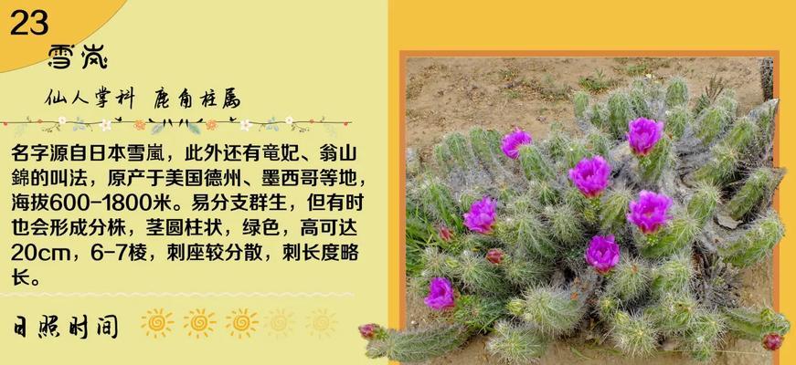 仙人掌鹿角柱的养护和管理方法是什么？