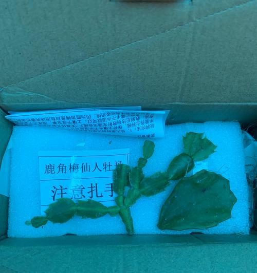 仙人掌鹿角柱的养护和管理方法是什么？