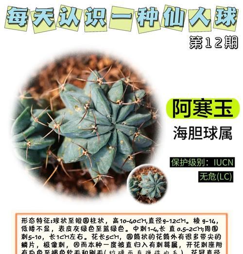 黑子牡丹仙人球的正确养护技巧？