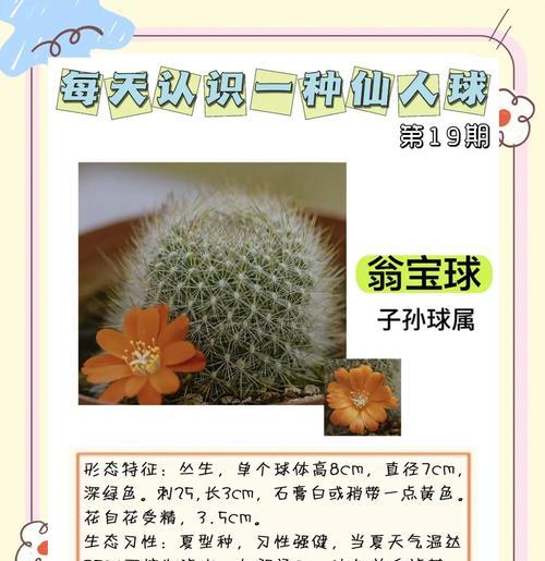 黑子牡丹仙人球的正确养护技巧？