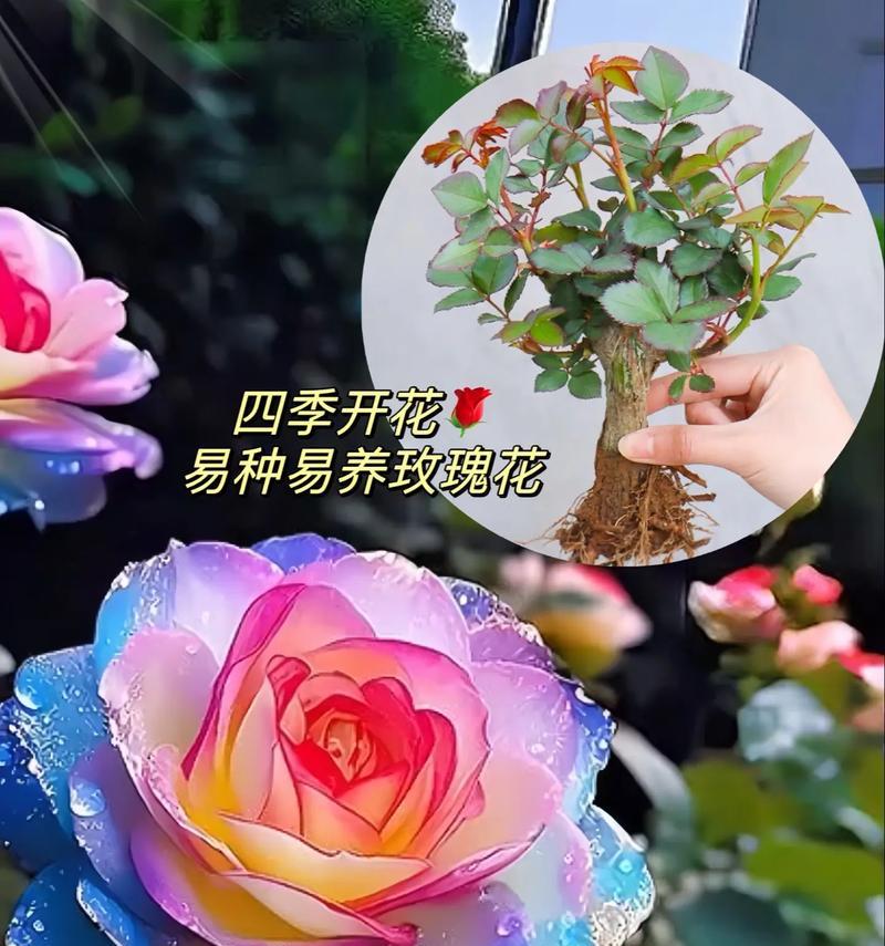 种植玫瑰花时播放的音乐有何作用？