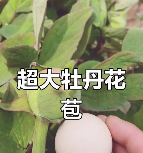 牡丹花花苞期施肥推荐是什么？