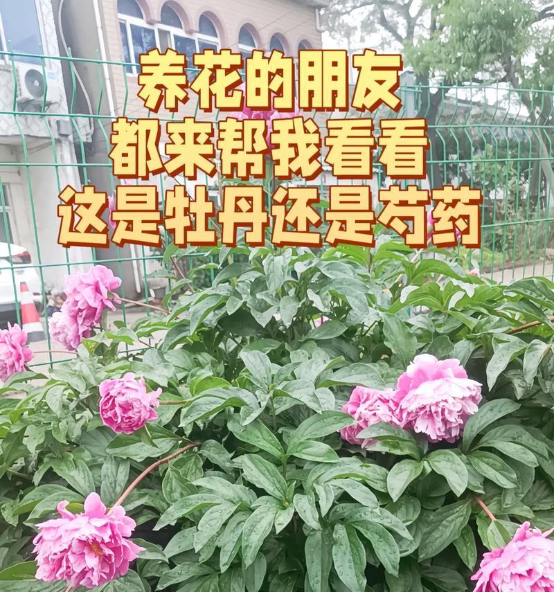 牡丹花花苞期施肥推荐是什么？