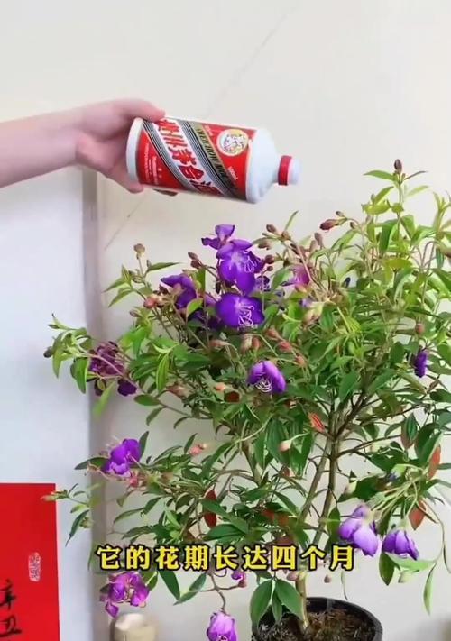 牡丹花花苞期施肥推荐是什么？