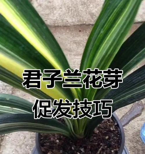 王瓜店君子兰养殖开花秘诀？