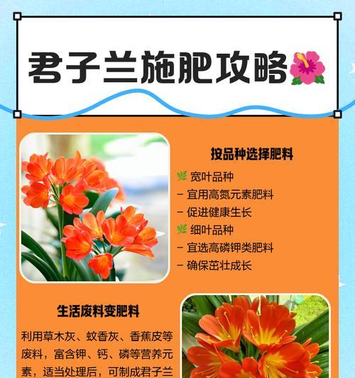 王瓜店君子兰养殖开花秘诀？