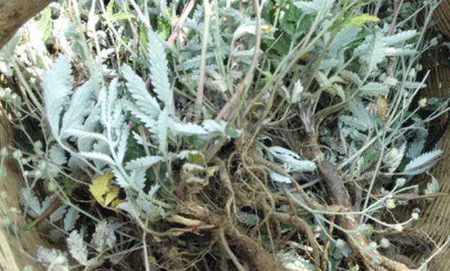 仙人球的根茎叶花果实有何特征？