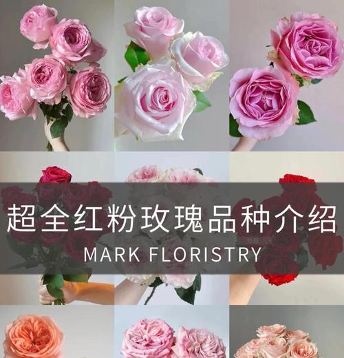 哪些玫瑰花品种具有攀藤特性？