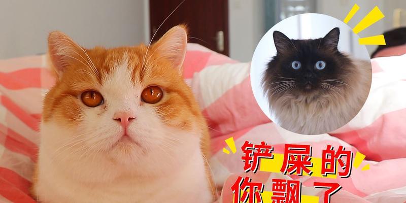 白猫橘猫玫瑰花的养殖技巧是什么？