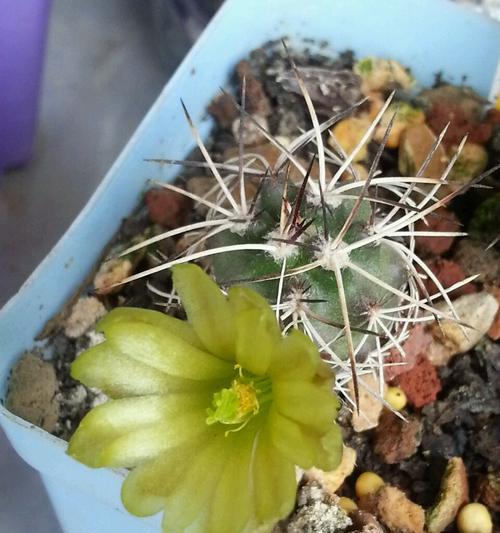 口红虾仙人球美观养殖方法？
