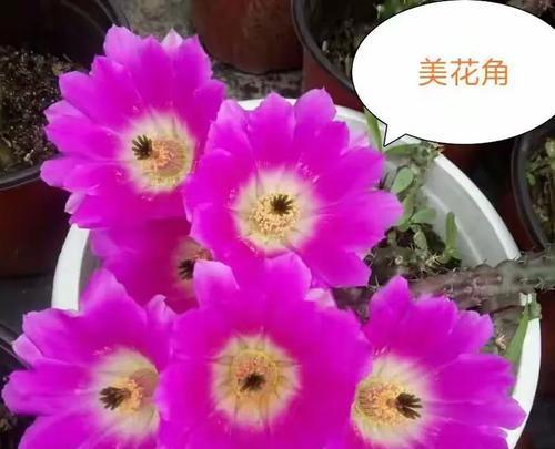 口红虾仙人球美观养殖方法？