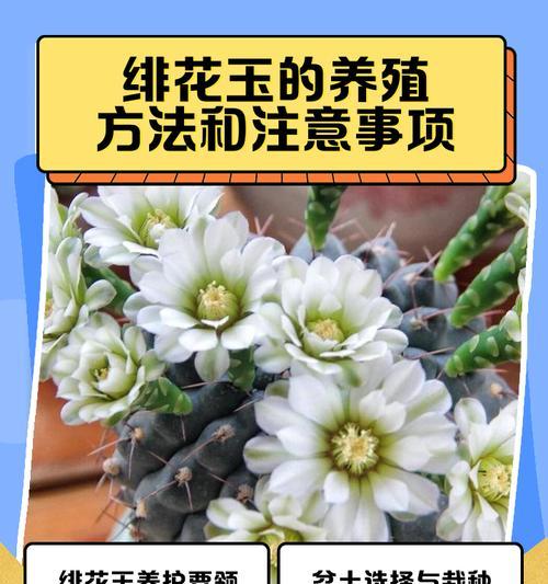 十二月仙人掌的养殖注意事项？